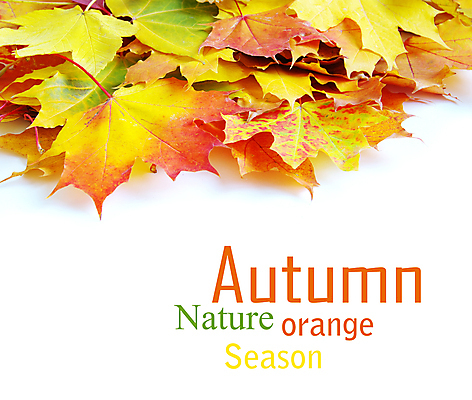 포토 JPG 해외이미지 백그라운드 단풍 낙엽 잎 자연 사람없음 가을 국경 해외202004 해외202105 해외포토 식물 계절 생태계 파일형식