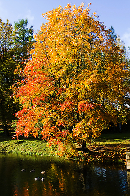 포토 JPG 해외이미지 주간 나무 호수 백그라운드 단풍 낙엽 사람없음 야외 가을 해외202004 해외202105 해외포토 자연요소 식물 계절 잎 파일형식