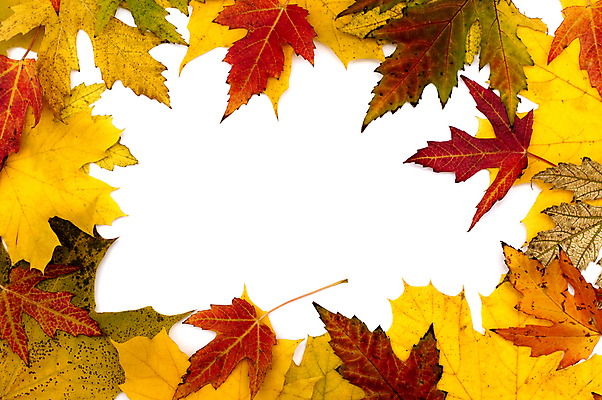 포토 JPG 해외이미지 백그라운드 단풍 낙엽 잎 프레임 사람없음 가을 해외202004 해외202105 해외포토 식물 계절 파일형식