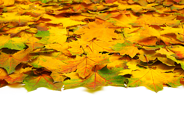 포토 JPG 해외이미지 백그라운드 단풍 낙엽 잎 사람없음 가을 해외202004 해외202105 해외포토 식물 계절 파일형식