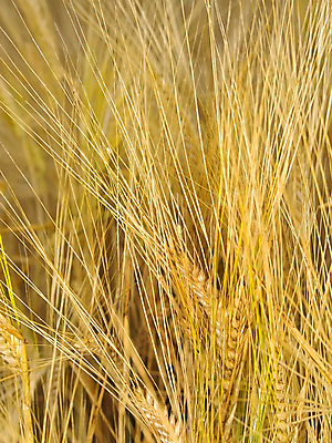 포토 JPG 해외이미지 근접촬영 사람없음 농장 벼 해외202004 해외202105 해외포토 뷰포인트 농업 곡류 파일형식