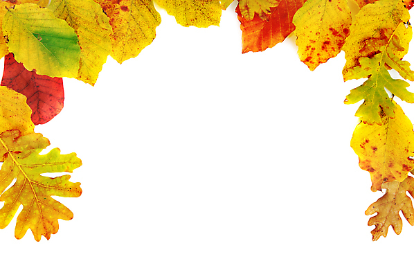 포토 JPG 해외이미지 백그라운드 단풍 낙엽 잎 사람없음 가을 카피스페이스 해외202004 해외202105 해외포토 식물 계절 공백 파일형식