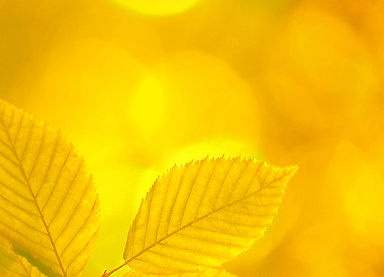 포토 JPG 해외이미지 백그라운드 단풍 낙엽 잎 자연 근접촬영 사람없음 가을 보케 해외202004 해외202105 해외포토 식물 계절 뷰포인트 생태계 파일형식