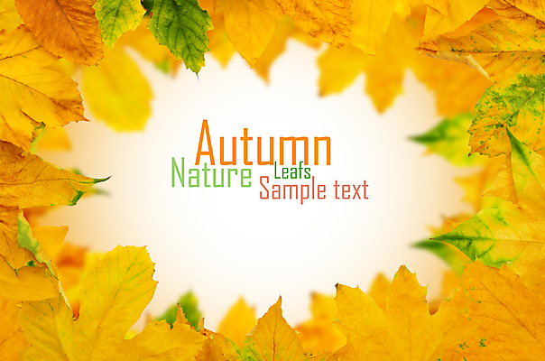 포토 JPG 해외이미지 백그라운드 단풍 낙엽 잎 프레임 사람없음 가을 해외202004 해외202105 해외포토 식물 계절 파일형식