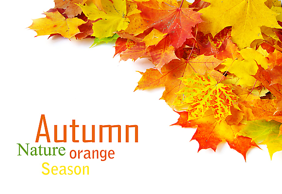 포토 JPG 해외이미지 백그라운드 단풍 낙엽 잎 사람없음 가을 카피스페이스 해외202004 해외202105 해외포토 식물 계절 공백 파일형식