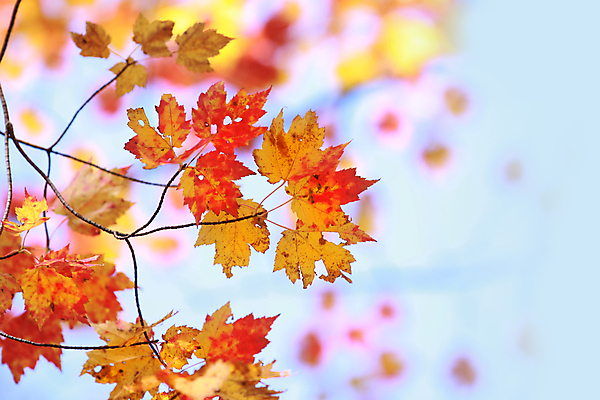 포토 JPG 해외이미지 백그라운드 단풍 낙엽 잎 사람없음 아웃포커스 가을 해외202004 해외202105 해외포토 식물 계절 촬영기법 파일형식