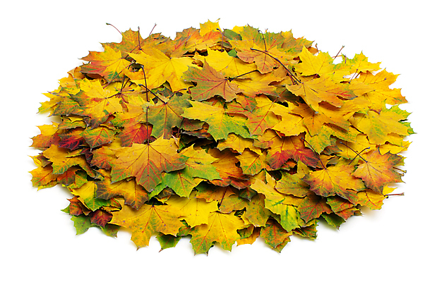 포토 JPG 해외이미지 백그라운드 단풍 낙엽 잎 자연 사람없음 쌓기 가을 해외202004 해외202105 해외포토 식물 계절 모션 생태계 파일형식