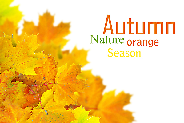 포토 JPG 해외이미지 백그라운드 단풍 낙엽 잎 사람없음 가을 카피스페이스 해외202004 해외202105 해외포토 식물 계절 공백 파일형식