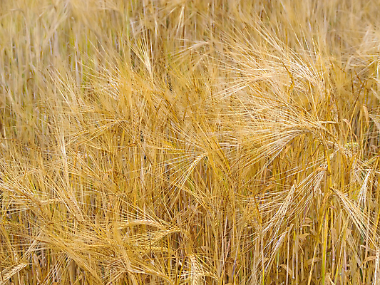 포토 JPG 해외이미지 주간 밭 사람없음 야외 농장 가을 호밀 해외202004 해외202105 해외포토 자연요소 계절 농업 곡류 파일형식