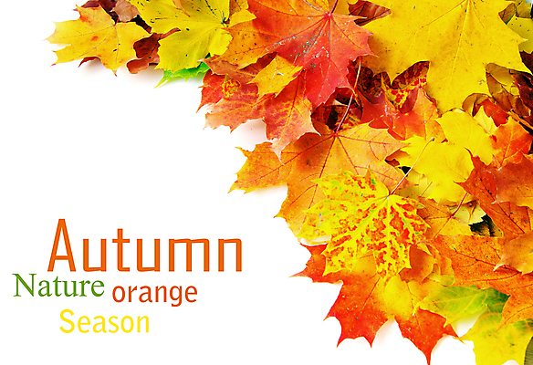 포토 JPG 해외이미지 백그라운드 단풍 낙엽 잎 자연 사람없음 가을 카피스페이스 해외202004 해외202105 해외포토 식물 계절 공백 생태계 파일형식