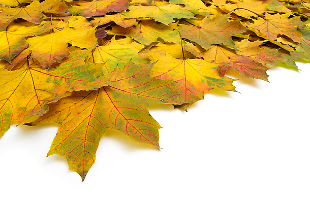 포토 JPG 해외이미지 백그라운드 단풍 낙엽 잎 사람없음 가을 카피스페이스 해외202004 해외202105 해외포토 식물 계절 공백 파일형식