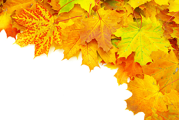 포토 JPG 해외이미지 백그라운드 단풍 낙엽 잎 자연 사람없음 가을 카피스페이스 해외202004 해외202105 해외포토 식물 계절 공백 생태계 파일형식