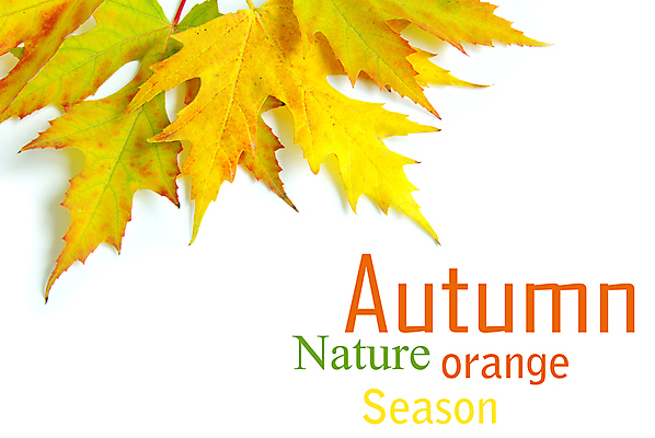 포토 JPG 해외이미지 백그라운드 단풍 낙엽 잎 자연 사람없음 가을 카피스페이스 해외202004 해외202105 해외포토 식물 계절 공백 생태계 파일형식