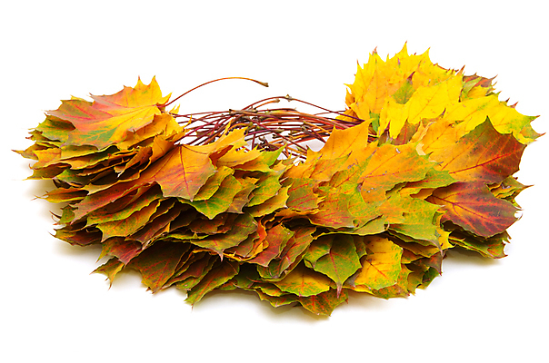 포토 JPG 해외이미지 백그라운드 단풍 낙엽 잎 자연 사람없음 쌓기 가을 해외202004 해외202105 해외포토 식물 계절 모션 생태계 파일형식