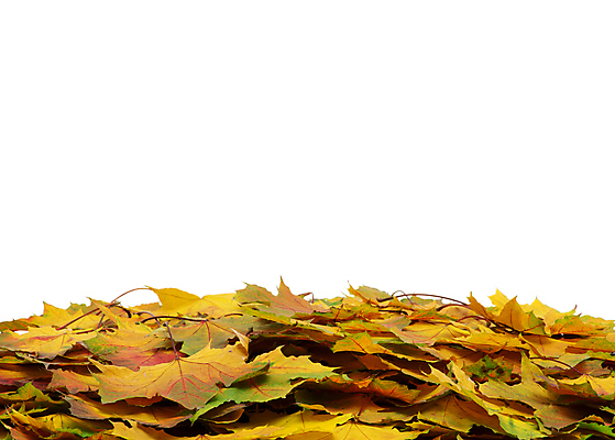 포토 JPG 해외이미지 백그라운드 단풍 낙엽 잎 자연 사람없음 쌓기 가을 카피스페이스 해외202004 해외202105 해외포토 식물 계절 모션 공백 생태계 파일형식