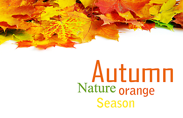 포토 JPG 해외이미지 백그라운드 단풍 낙엽 잎 자연 사람없음 가을 카피스페이스 해외202004 해외202105 해외포토 식물 계절 공백 생태계 파일형식