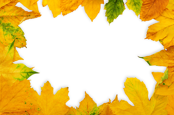 포토 JPG 해외이미지 백그라운드 단풍 낙엽 잎 자연 프레임 사람없음 가을 카피스페이스 해외202004 해외202105 해외포토 식물 계절 공백 생태계 파일형식