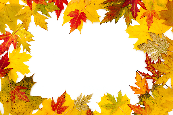 포토 JPG 해외이미지 백그라운드 단풍 낙엽 잎 자연 프레임 사람없음 가을 카피스페이스 해외202004 해외202105 해외포토 식물 계절 공백 생태계 파일형식