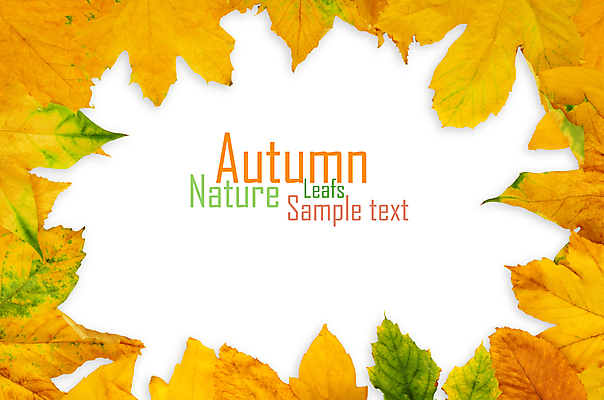 포토 JPG 해외이미지 백그라운드 단풍 낙엽 잎 자연 프레임 사람없음 가을 카피스페이스 해외202004 해외202105 해외포토 식물 계절 공백 생태계 파일형식