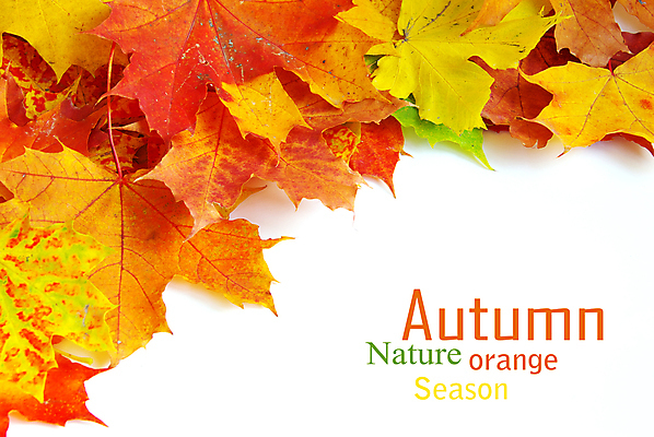 포토 JPG 해외이미지 백그라운드 단풍 낙엽 잎 자연 사람없음 가을 카피스페이스 해외202004 해외202105 해외포토 식물 계절 공백 생태계 파일형식