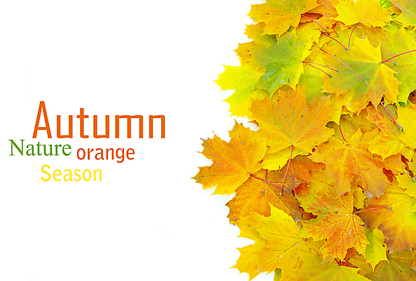 포토 JPG 해외이미지 백그라운드 단풍 낙엽 잎 자연 사람없음 가을 카피스페이스 해외202004 해외202105 해외포토 식물 계절 공백 생태계 파일형식