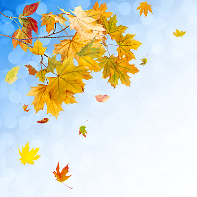 포토 JPG 해외이미지 백그라운드 단풍 낙엽 잎 자연 사람없음 야외 가을 나뭇가지 보케 카피스페이스 해외202004 해외202105 해외포토 나무 식물 계절 공백 생태계 파일형식