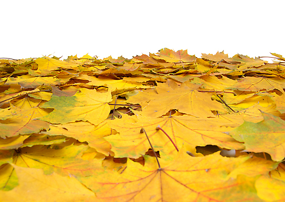 포토 JPG 해외이미지 백그라운드 단풍 낙엽 잎 자연 사람없음 쌓기 가을 해외202004 해외202105 해외포토 식물 계절 모션 생태계 파일형식