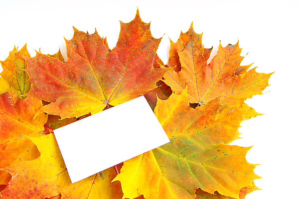 포토 JPG 해외이미지 백그라운드 단풍 낙엽 잎 자연 프레임 사람없음 가을 해외202004 해외202105 해외포토 식물 계절 생태계 파일형식