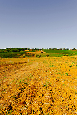 포토 JPG 해외이미지 밭 농업 사람없음 야외 농작물 농장 농경지 흙 가을 해외202004 해외202105 해외포토 계절 산업 파일형식
