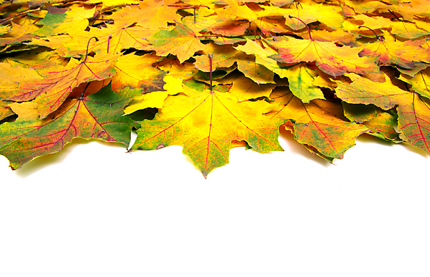 포토 JPG 해외이미지 백그라운드 단풍 낙엽 잎 자연 사람없음 쌓기 가을 해외202004 해외202105 해외포토 식물 계절 모션 생태계 파일형식