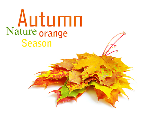 포토 JPG 해외이미지 백그라운드 단풍 낙엽 잎 자연 사람없음 쌓기 가을 해외202004 해외202105 해외포토 식물 계절 모션 생태계 파일형식