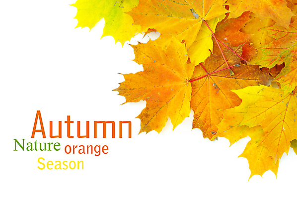 포토 JPG 해외이미지 백그라운드 단풍 낙엽 잎 자연 사람없음 가을 카피스페이스 해외202004 해외202105 해외포토 식물 계절 공백 생태계 파일형식