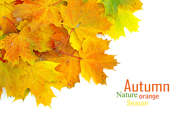 포토 JPG 해외이미지 백그라운드 단풍 낙엽 잎 자연 사람없음 가을 카피스페이스 해외202004 해외202105 해외포토 식물 계절 공백 생태계 파일형식