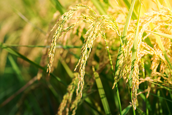 포토 JPG 해외이미지 사람없음 야외 농작물 햇빛 농장 가을 논밭 해외202004 해외202105 해외포토 계절 밭 농업 논 태양 파일형식