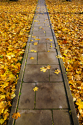 포토 JPG 해외이미지 주간 길 백그라운드 단풍 낙엽 잎 자연 풍경 사람없음 야외 가을 보행로 해외202004 해외202105 해외포토 자연요소 식물 계절 생태계 파일형식