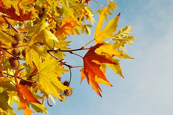 포토 JPG 해외이미지 주간 백그라운드 단풍 낙엽 잎 자연 하늘 사람없음 야외 빛 가을 나뭇가지 해외202004 해외202105 해외포토 자연요소 나무 식물 계절 생태계 파일형식