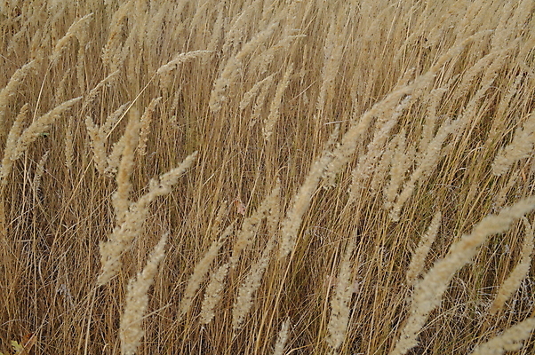 포토 JPG 해외이미지 주간 백그라운드 잎 자연 갈대 근접촬영 사람없음 야외 가을 해외202004 해외202105 해외포토 자연요소 식물 계절 뷰포인트 생태계 파일형식