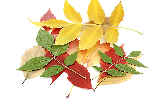 포토 JPG 해외이미지 백그라운드 낙엽 잎 자연 나뭇잎 사람없음 가을 해외202004 해외202105 해외포토 식물 계절 생태계 파일형식