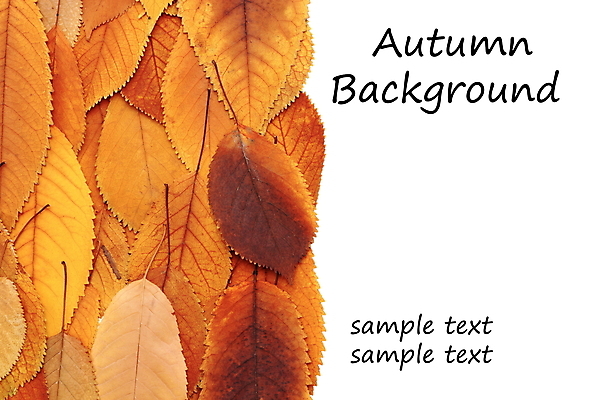 포토 JPG 해외이미지 백그라운드 단풍 낙엽 잎 사람없음 야외 가을 해외202004 해외202105 해외포토 식물 계절 파일형식