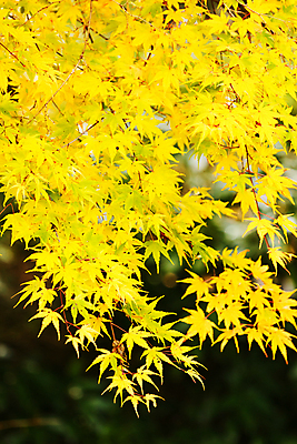 포토 JPG 해외이미지 주간 백그라운드 단풍 잎 자연 사람없음 야외 가을 나뭇가지 해외202004 해외202105 해외포토 자연요소 나무 식물 계절 생태계 파일형식