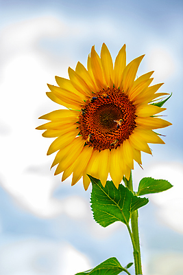 포토 JPG 해외이미지 주간 백그라운드 자연 해바라기 사람없음 야외 가을 벌 해외202004 해외202105 해외포토 자연요소 계절 꽃 곤충 생태계 파일형식