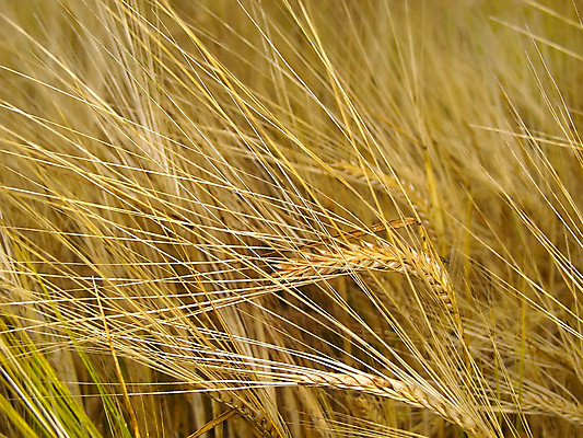 포토 JPG 해외이미지 밭 근접촬영 사람없음 농장 가을 밀짚 해외202004 해외202105 해외포토 계절 뷰포인트 농업 짚 파일형식