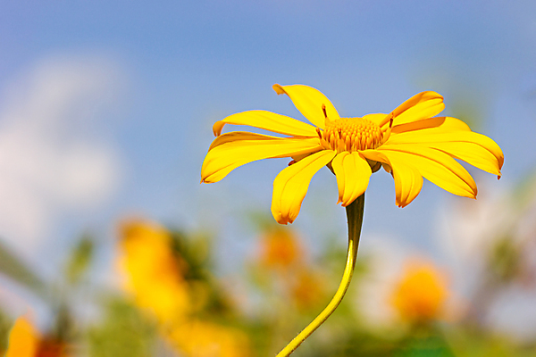 포토 JPG 해외이미지 꽃 백그라운드 잎 자연 풍경 사람없음 야외 아웃포커스 햇빛 가을 해외202004 매리골드 해외202105 해외포토 식물 계절 촬영기법 태양 생태계 파일형식
