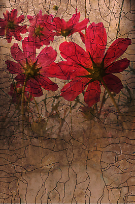 포토 JPG 해외이미지 꽃 백그라운드 낙엽 잎 자연 하늘 사람없음 가을 해외202004 해외202105 해외포토 식물 계절 생태계 파일형식