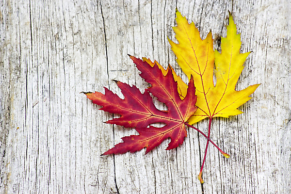 포토 JPG 해외이미지 백그라운드 단풍 낙엽 잎 자연 근접촬영 사람없음 가을 나무배경 해외202004 해외202105 해외포토 식물 계절 뷰포인트 생태계 파일형식
