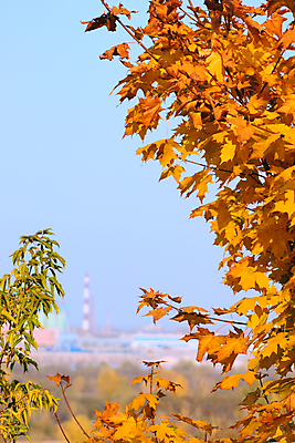포토 JPG 해외이미지 주간 백그라운드 단풍 잎 공장 자연 하늘 풍경 사람없음 야외 나뭇가지 해외202004 해외202105 해외포토 자연요소 나무 식물 공업 생태계 파일형식