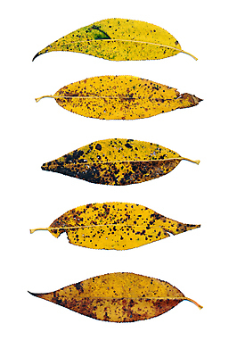 포토 JPG 해외이미지 백그라운드 단풍 낙엽 잎 자연 사람없음 가을 버드나무 해외202004 해외202105 해외포토 나무 식물 계절 생태계 파일형식