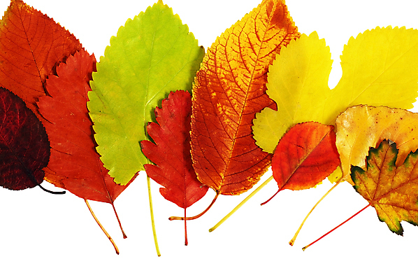 포토 JPG 해외이미지 백그라운드 단풍 낙엽 잎 자연 근접촬영 사람없음 가을 해외202004 해외202105 해외포토 식물 계절 뷰포인트 생태계 파일형식