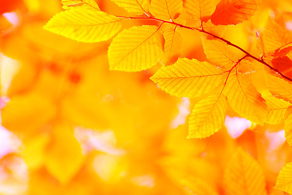 포토 JPG 해외이미지 백그라운드 단풍 낙엽 잎 자연 사람없음 아웃포커스 빛 가을 나뭇가지 가득함 해외202004 해외202105 해외포토 나무 식물 계절 촬영기법 생태계 파일형식