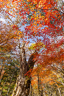 포토 JPG 해외이미지 로우앵글 백그라운드 단풍 잎 자연 하늘 풍경 사람없음 야외 햇빛 가을 나뭇가지 해외202004 해외202105 해외포토 나무 식물 계절 뷰포인트 태양 생태계 파일형식